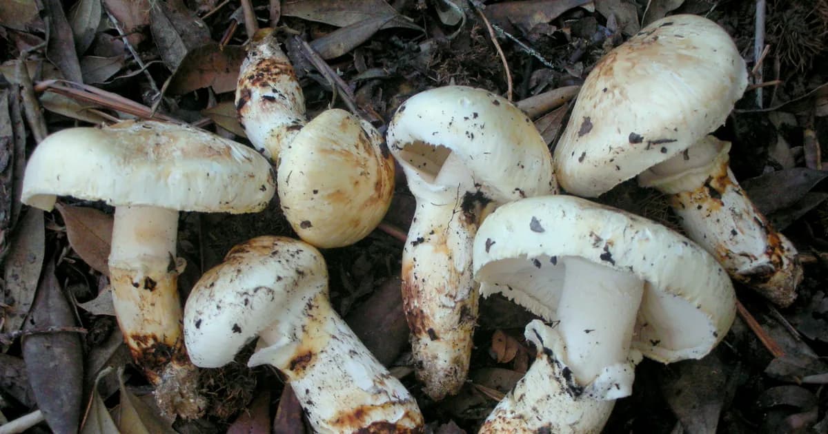 American Matsutake (Tricholoma murrillianum) in Idaho habitat